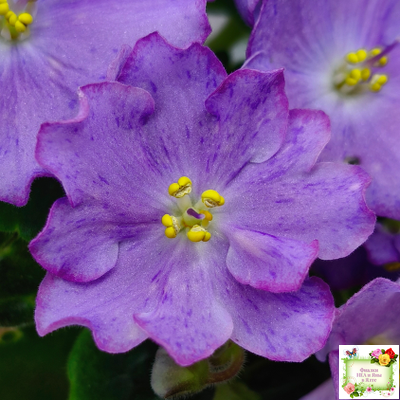 АВ-Девочка с Севера (Фиалковод) 2021 г.