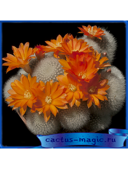 Aylostera muscula VG 949