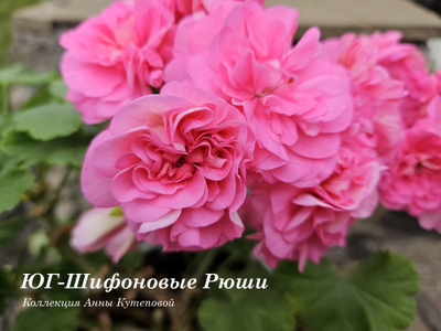 Пеларгония ЮГ-Шифоновые Рюши