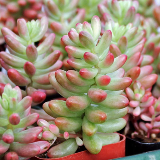 Sedum Rubrotinctum Aurora, Очиток красноокрашенный Аврора, суккулент ...