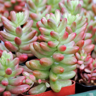 Sedum Rubrotinctum Aurora