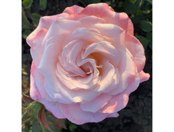 Космополитен (Cosmopolitan)