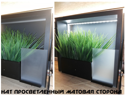 Сатин просветленный