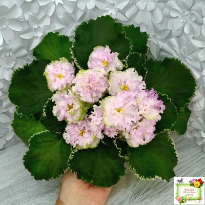 АВ-Богатая Невеста (Фиалковод) 2020 г.