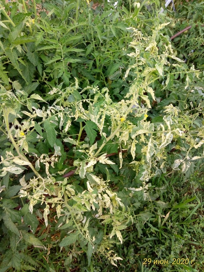 Томат Splash of kream (Irish cream) Ирландия