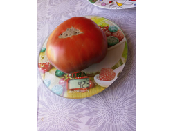 Томат Оранжево-красный Блюз (Orange red Blues)