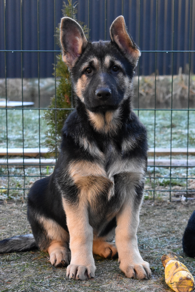 Гордость Питера Белона и Буря