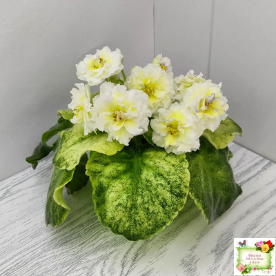 ЛЕ-Золото Нибелунгов Голд  (Е. Лебецкая) 2020 г. (лист укоренённый)