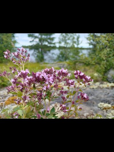 Мастер-класс «Сбор вкусных трав и изготовление напитков»