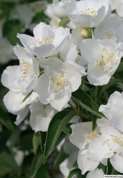 Чубушник венечный LimeStone - фото цветков - красовский-сад.рф