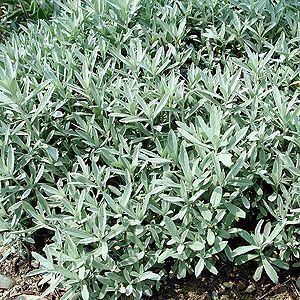 ARTEMISIA ABSINTHIUM EO (Полынь 100% эфирное масло) USA