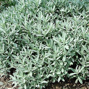 ARTEMISIA ABSINTHIUM EO (Полынь горькая 100% эфирное масло) USA