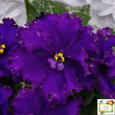 РМ-Черный Оникс (Н. Скорнякова) 2023 г.