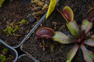 Dionaea muscipula "Red Shark Teeth"