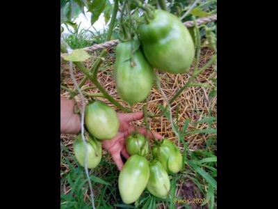 Томат Минусинские стаканы красные