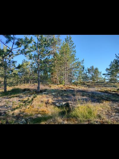 Пешая прогулка "Щельга: ледниковое прошлое Заонежья"