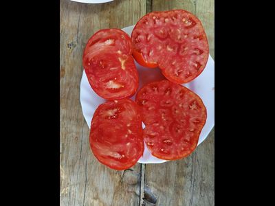 Томат Каркиано (Karkiano), Испания