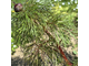 Paeonia tenuifolia ф.25.1