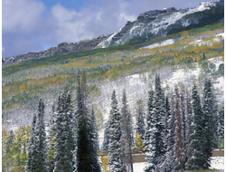 Купить греющую картину с фото высокогорный лес