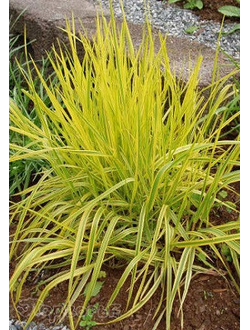 Лисохвост луговой Aureus