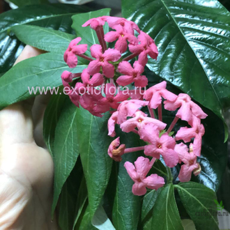 Рондолетия розовая ароматная / Rondeletia leucophylla