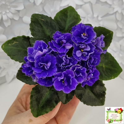 Blue Scoundrel (P.Sorano/LLG) 04/09/2012