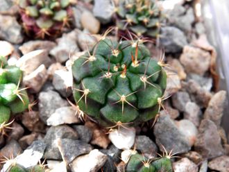 Gymnocalycium bruchii v. niveum VG 536