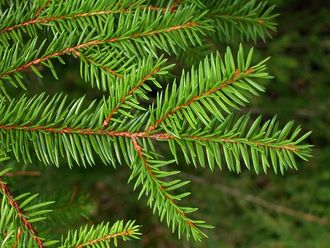 Ель (Picea abies), лапки, Россия (10 мл) - 100% натуральное эфирное масло