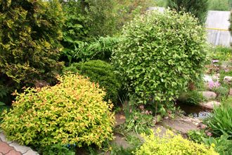 Голдфлейм спирея японская(Spiraea japonica Goldflame)(20-40/3л)