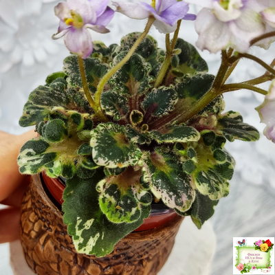 Heavenly Girl (Хевенли Гел), H.Pittman (пестролистный гёрл)