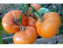 Томат Абрикосовый Брендивайн (Apricot Brandywine)