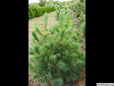 Сосна Румелийская - Pinus Peuce