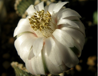 Gymnocalycium friedrichii v.moserianum VoS-014а (D=20mm) 10 ribs