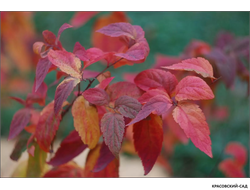 Спирея Макрофила - Macrophylla