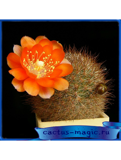 Rebutia kieslingii R 694