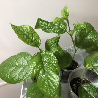 Ficus opposita / фикус оппозита