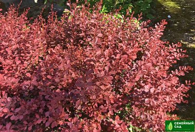 Барбарис Тунберга "Atropurpurea" (Атропурпуреа)