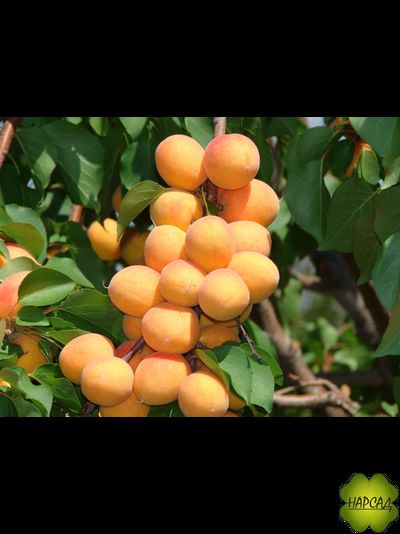 БРЯНСКИЙ РАННИЙ (самоплодный, ранний)