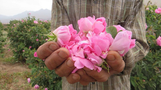 Роза дамасская (Rosa damascena), Иран, урожай 2024г,  1 г - 100% натуральное эфирное масло