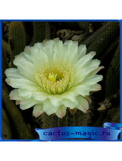Trichocereus bolligerianus GM 1919