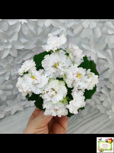 АВ-Любимая Игрушка (Фиалковод) 2015 г.