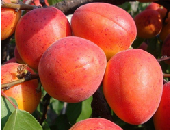 Абрикос Триумф Северный