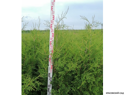 Туя Брабант с линейкой высота 180 см - Красовский-Сад.рф