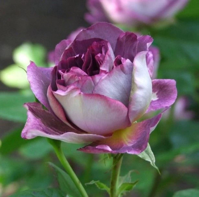 Хоровое общество Хаддерсфилда(Huddersfield Choral Society)