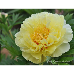 Пион Bartzella (Барцелла)