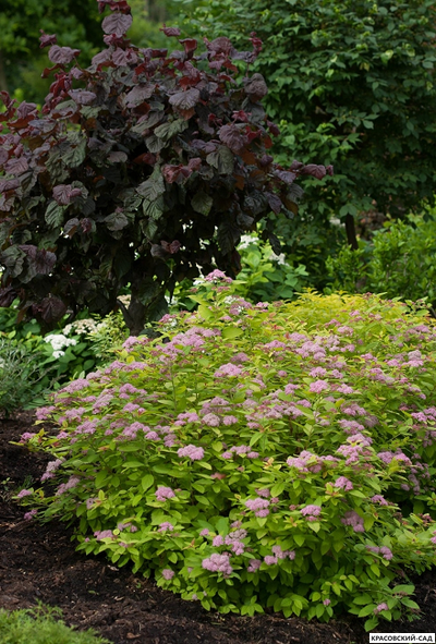Спирея японская Дабл Плей Биг Бонг купить на сайте красовский-сад.рф