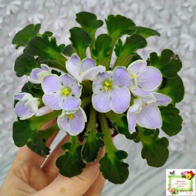 Vi-Лесная Нимфа (И.Виблая) 2021 г. (гёрл-листья)