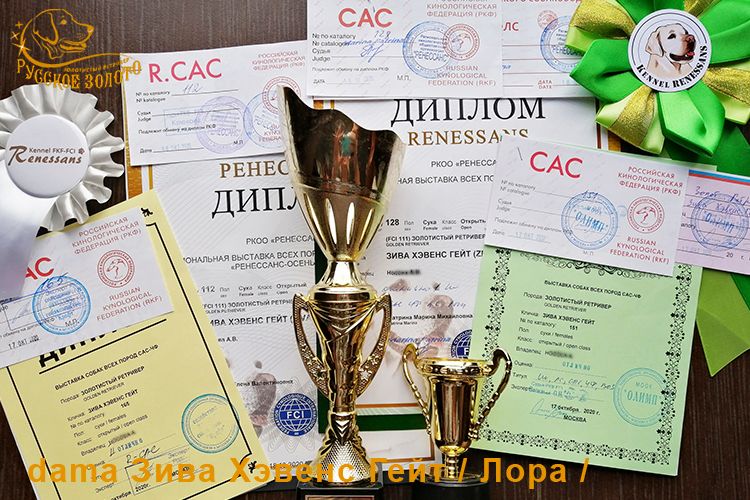 Дипломы, кубки с выставок.