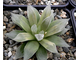 Haworthia cooperi v.venusta - укорененная детка