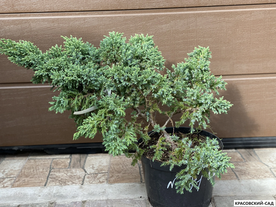 Можжевельник Майер